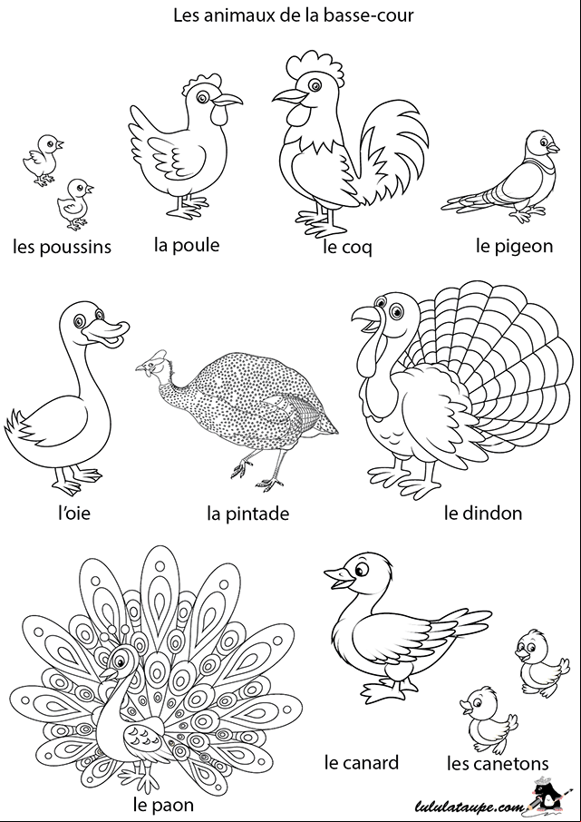 Imagier à imprimer et à colorier, les animaux de la basse-cour