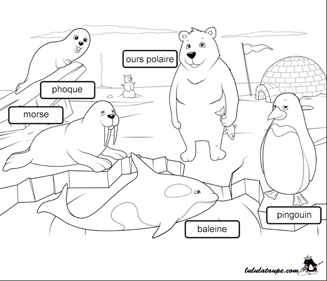 Fiche pédagogique, les animaux de l'Arctique