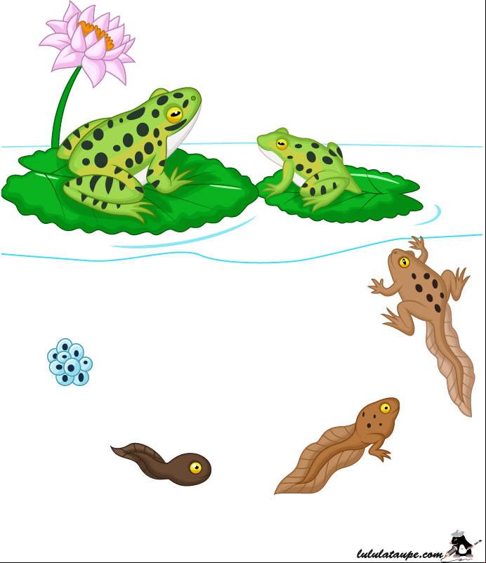 Fiche à imprimer gratuitement, l'œuf, le têtard, la grenouille