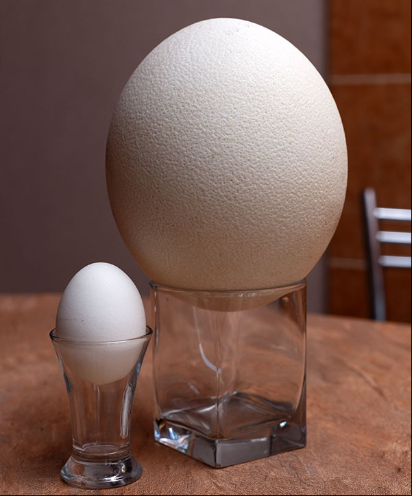 L'œuf d'autruche comparé à celui de la poule