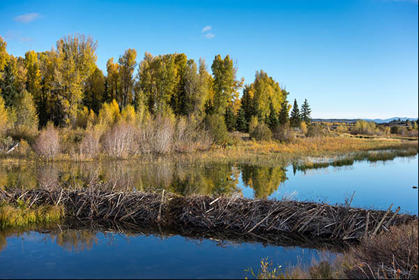 Barrage de castor