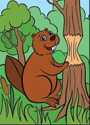 Un castor, coloriage à imprimer