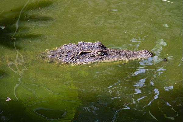 Tête de crocodile sous l'eau