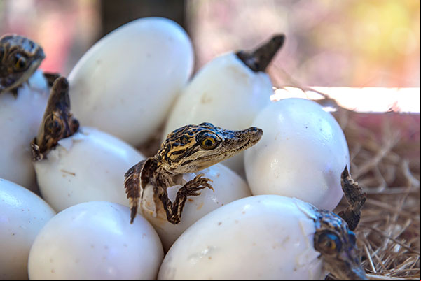 Éclosion des œufs de crocodile