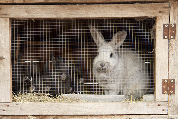 Le clapier du lapin