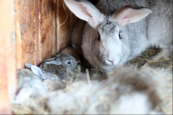 Lapin et lapereau dans leur nid de poils