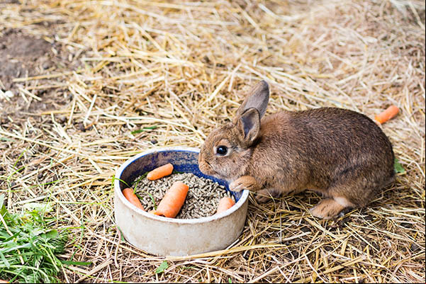 Le lapin et sa nourriture