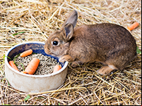Le lapin