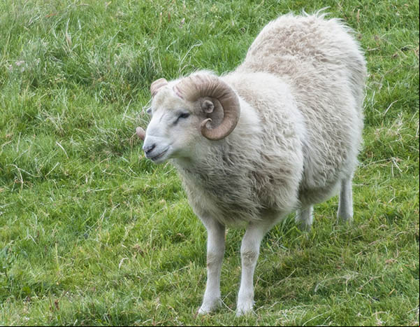 Le bélier a deux cornes
