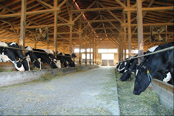 Étable avec vaches