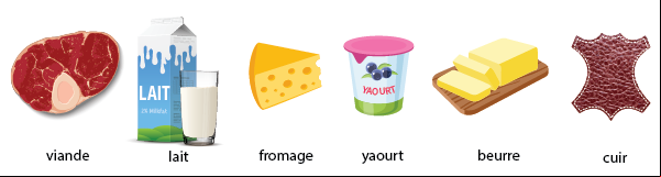 Produits de la vache : viande, lait, beurre, fromage, yaourt, cuir