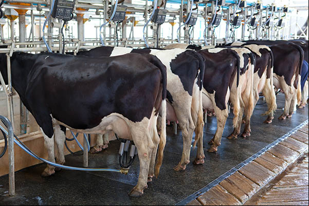 Traite des vaches dans étable moderne